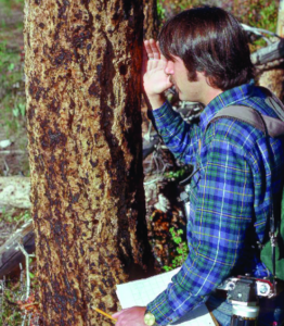 Dr. Raphael examines a hole in a tree trunk