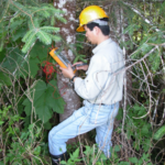 Xping Wang in the forest holding an instrument and wearing a hard hat