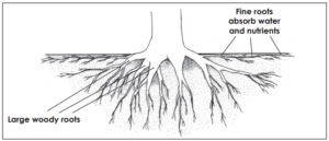A graphic of tree roots