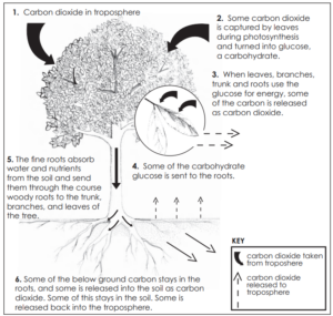 A graphic of how carbon cycles through trees