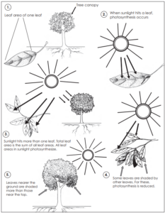 A diagram of what happens when sunlight hits a tree canopy