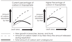 A graph showing the relationship between leaf area and photosynthesis