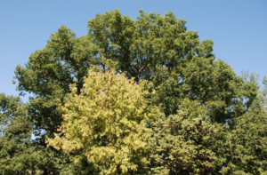The top of a tree