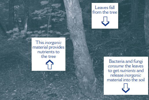 a graphic of a tree explaining how nutrients move through them