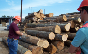 Trunks of cut trees