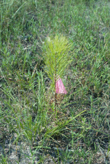 A tree sappling in the grass