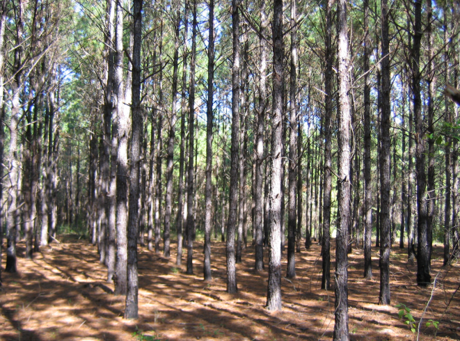 Trees growing in a froest