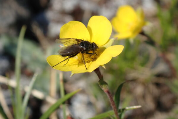 Pollinator on a yellow flower