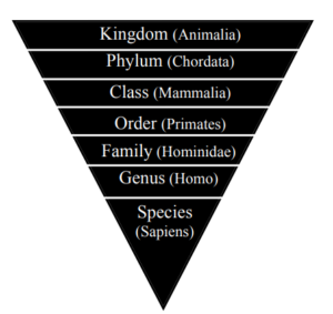 Pyramid of classification for all living organisms
