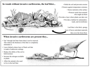 Illustration of leaf litter and of a bird eating a worm