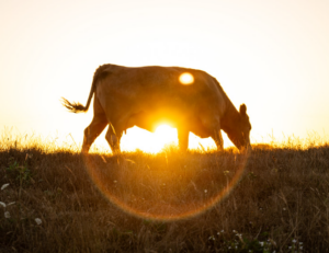 A grazing cow silhouetted against the sun