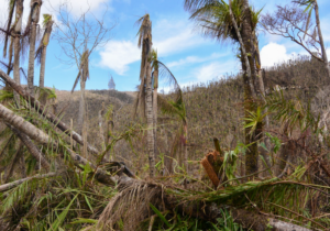 Damaged trees in El Yunque National Forest