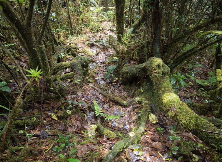 The forest floor in El Yunque National Forest in Puerto Rico