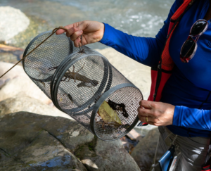 A person holds a trap; inside the trap is a large shrimp