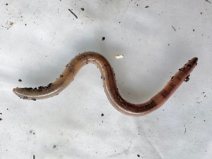 A close up of a worm