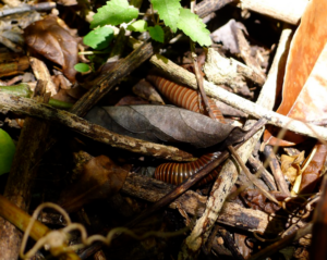 Leaf litter and a millipede in Puerto Rico