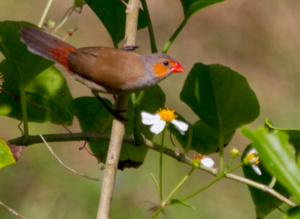 An orange-cheeked waxbill on a branch