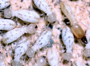 A close up photo of several termites