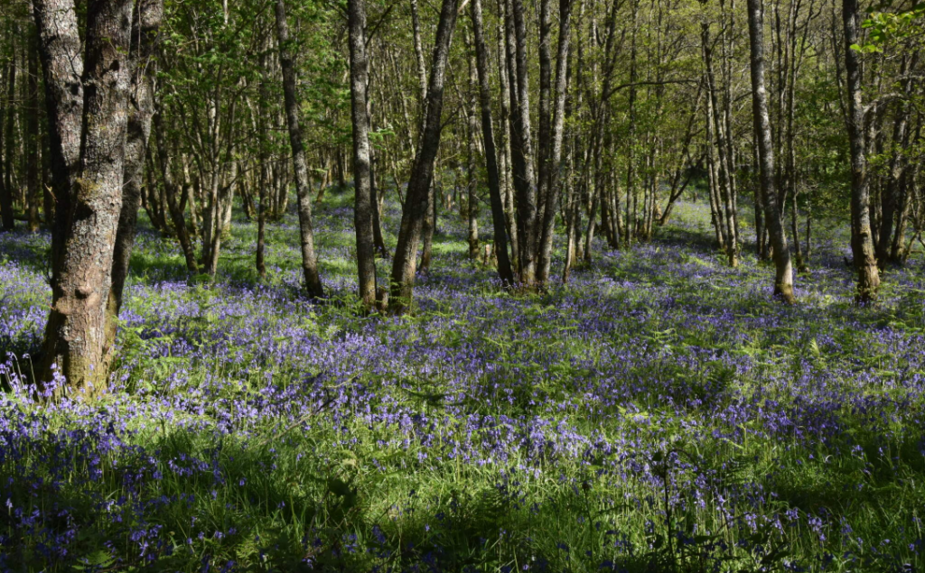 A forest with a blue wildflower understory