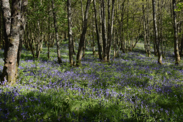 A forest with a blue wildflower understory