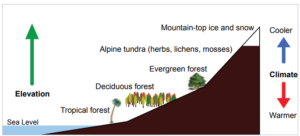 A graphic of the sea and a mountain showing that as elevation increases temperature decreases.