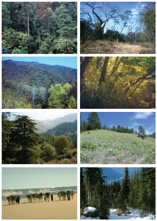 * photos featuring different ecosystems. From top to bottom on the left side, a forest of evergreen trees, a forest of deciduous trees on the side of a mountain, trees in the valley between mountains, camels in the desert. On the right side from top to bottom, trees with little leaves in a dry area, trees with yellow leaves, a hill with wildflowers, and evergreen trees in a snowy area. 