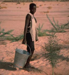 A young boy watering a tree in a desert area