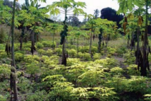 Land planted with fruit trees