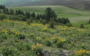 A field with some trees and other grasses and flowers