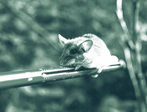 Deer mouse on a measuring device