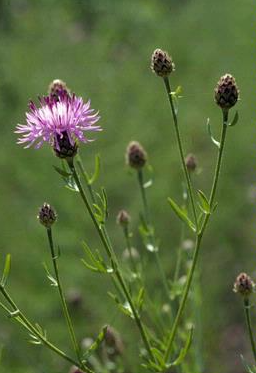Up close of a spotted knapweed