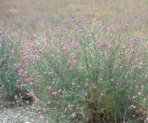 spotted knapweed growing in a field