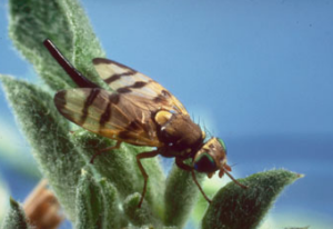 Gall Fly up close on a plant