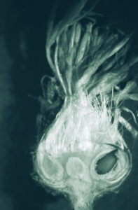 Cross section of a spotted knapweed flower head where a larvae can be seen in the bottom right on the flower head