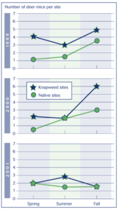 Three graphs showing the average number of deer mice in native vs knapweed over three years