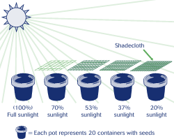 A graphic depicting the different levels of sunlight the containers received.