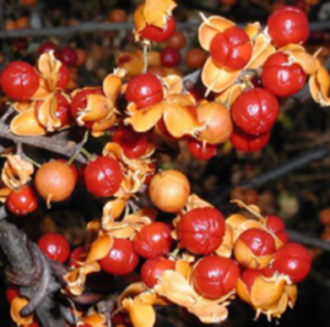 Oriental Bittersweet berries