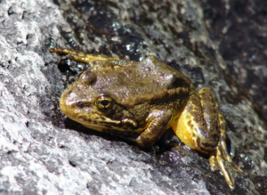 Mountain yellow-legged frog on a rock