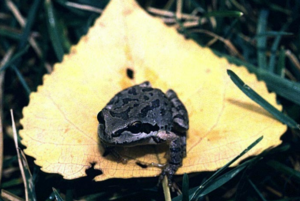 Pacific tree frog on a leaf
