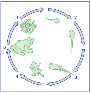 Life cycle of a frog