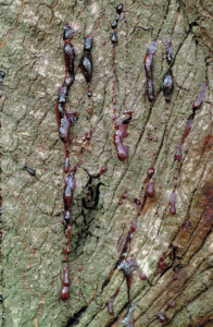 Canker on an oak tree