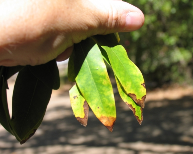 Bay leaves with rot on the tips