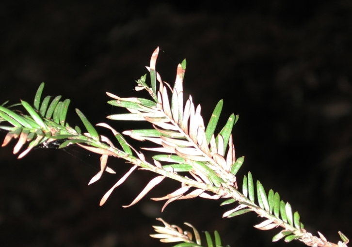 Needles on a coast redwood that are rotting