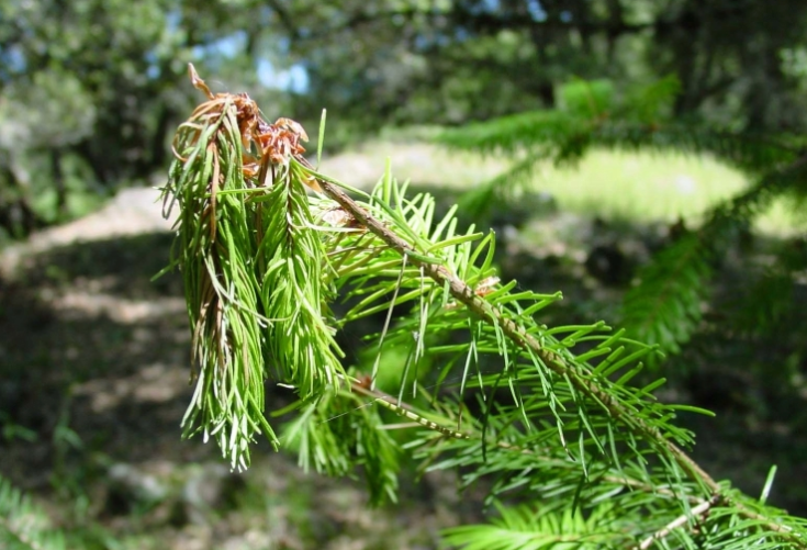A stem wilting