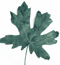 A leaf with scorched marks