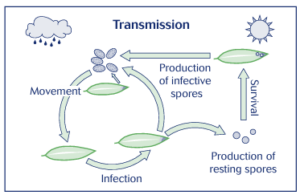 A diagram showing the cycle of reproduction of sudden oak death