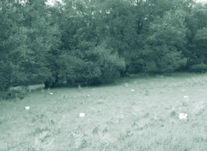 Buckets placed in a meadow