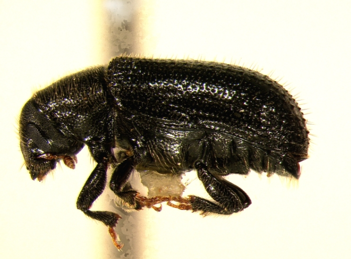 Pine Shoot Beetle