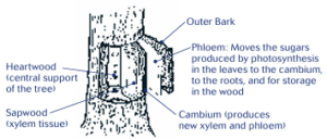 A graphic explaining the parts of a tree. Heartwood is the central support of the tree. Sapwood is the xylem tissue. Phloem moves the sugars produced by photosynthesis in the leaves to the cambium, into the roots, and for storage in the wood. Cambium produces new xylem and phloem. Then there is the outer bark.
