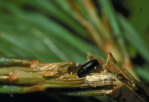 Pine shoot beetle feeding on a pine shoot